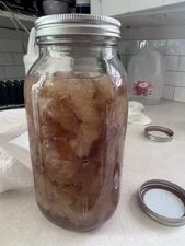 Wildcrafted Tremella fuciformis (Snow Fungus Mushroom) Liquid Extract Fresh!