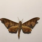 Real Butterfly/Moth Spread B1982 Rare Sphingidae Sps Hawk Moth