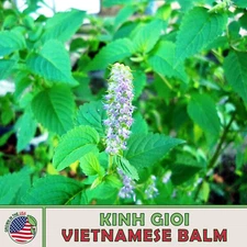 500+ Kinh Gioi Seeds, Elsholtzia ciliata, Vietnamese Balm, Non-GMO, Genuine USA