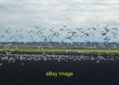 Photo 12x8 A flock of seagulls taking flight On a recently drilled field o c2012