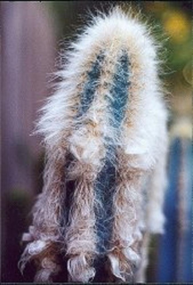 Raro Cactus Colonnare Colorato, 50 Semi Per Coltivazione - Foto 10