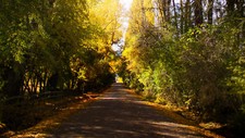 Landscape new zealand nature trees path Custom Gaming Mat Desk
