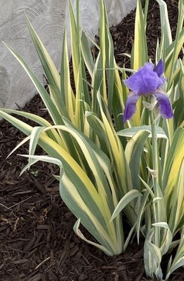 Iris pallida variegated known as the Variegated Sweet Iris Read Description  | eBay