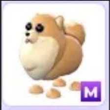 Adopt A Pet from Me - Mega Neon Pomeranian SAME DAY DELIVERY