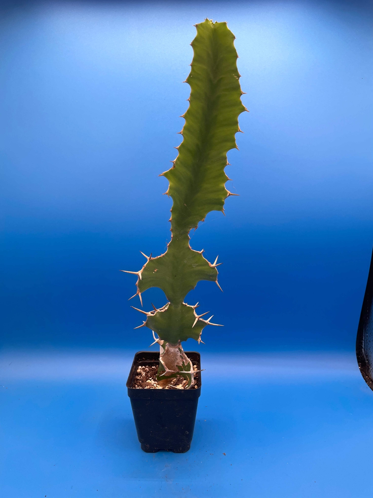 Cow's Horn Euphorbia - E. Grandicornis - 3.5" Pot - Tall And Super Healthy!
