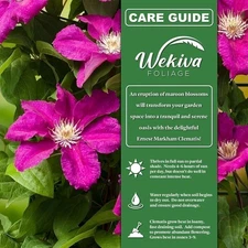 Clematis Ernest Markham - Live Starter Plants in 2 Inch Pots - Starter Plants...