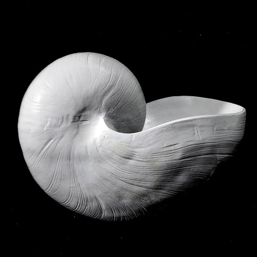 Resin White Nautilus feature seashell 11cm x 8cm - Picture 4 of 7