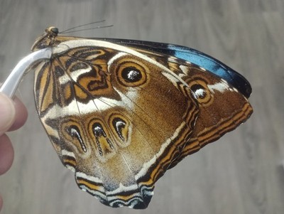 Morpho cissies s.sp MÄNNLICH A1- aus Brasilien. Siehe Foto. Limitierter Lagerbestand! (14).