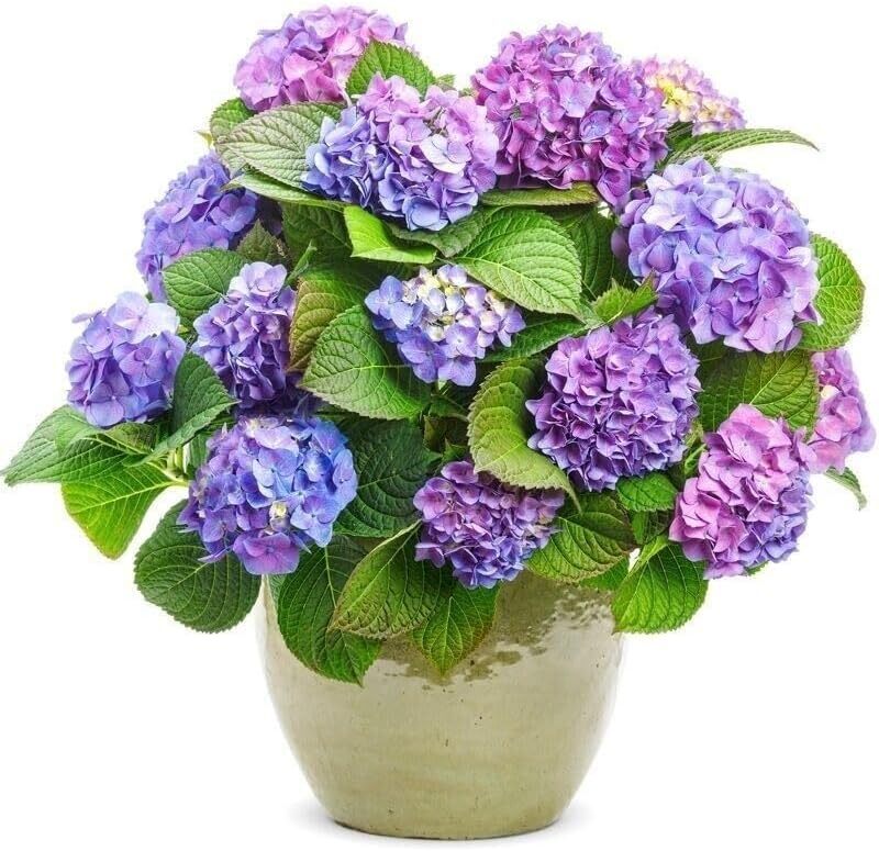 Exquisite Hydrangea Seedlings for Pots and Gardens - Pack of 2 Plants