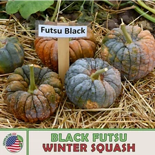 10 Black Futsu Pumpkin / Winter Squash Seeds, Heirloom, Non-GMO, Genuine USA