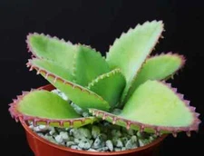 Mother of thousands Kalanchoe daigremontiana mexican hat rare succulent 25 Seeds