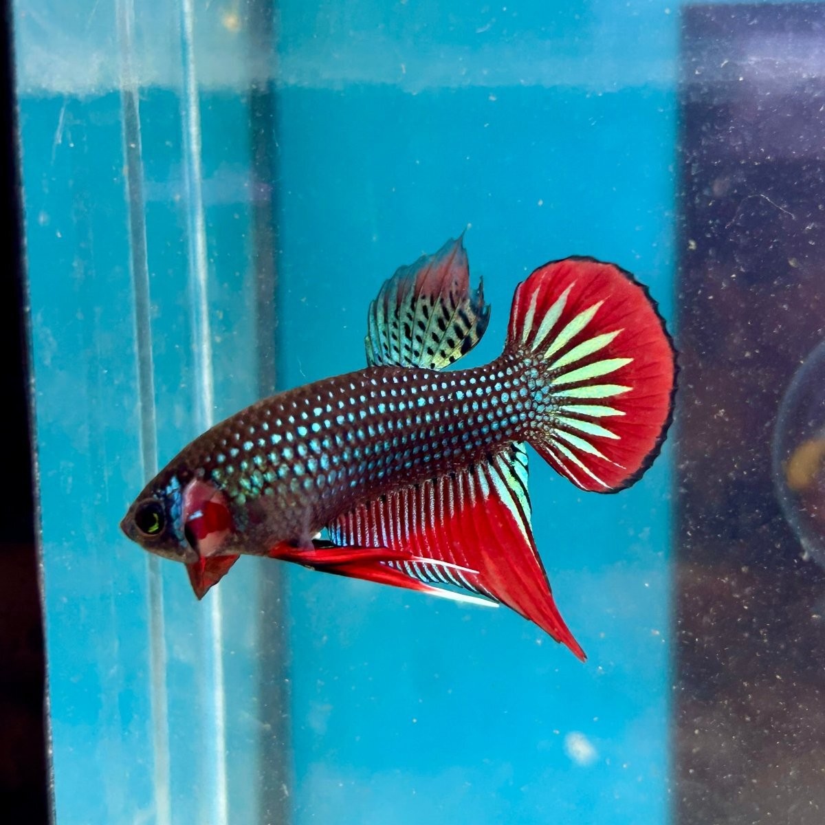 Wild Imbellis Green - Male Betta 045