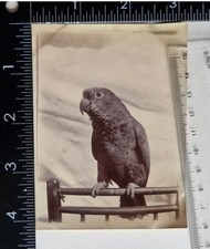 Foto Originale Di Polly Il Pappagallo Degli Anni 1890