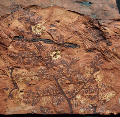 Very rare rarely seen namurian plant fossil seed fern Diplotmema subgeniculatum