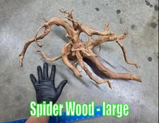 Spider Wood Plant Betta freshwater fishtank shrimp tank healthy ecosystem biofil