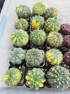 Thai Cactus | eBay