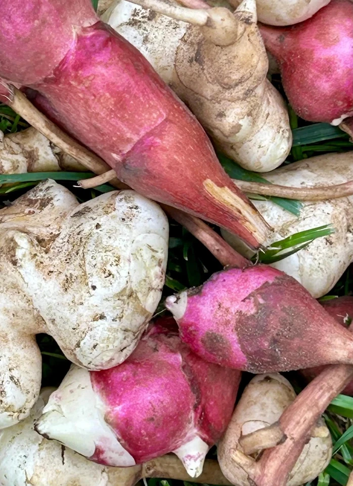 Red Fuseau Jerusalem Artichoke Sunchoke Tubers to Plant, Fast Ship Available - Image 4 of 4