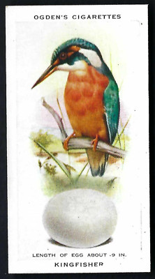 OGDENS - BRITISH BIRDS & THEIR EGGS - #16 KINGFISHER