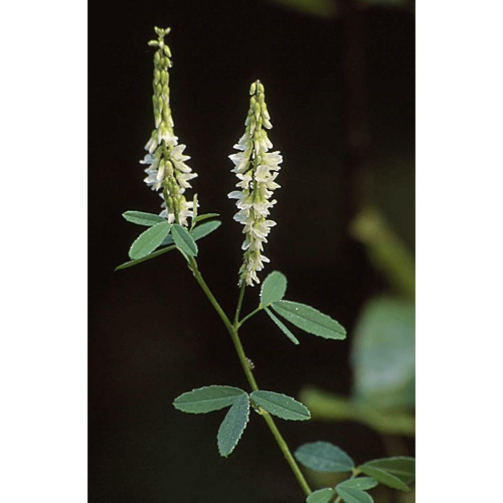 Mélilot Melilotus albus engrais vert et trèfle jaune semence 25kg