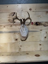 Authentic Jackalope Taxidermy Mount – Original Wyoming Folk Art – Lodge Decor 47