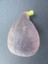 Violette-du-Bordeaux-FIG-TREE-Ficus-Carica-NEGRONNE-Petite-Live-sml-Potd-Plant