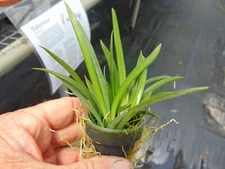 Oncidium/Tolumnia Jairak Firm 'Pink Lady' Bloom size 1" basket NICE PLANT