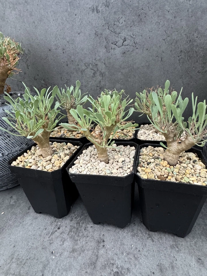 Othonna euphorbioides - Winterwachser