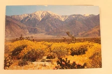 Desert Wildflowers Giant Postcard - Unposted Oversize 9"x6"