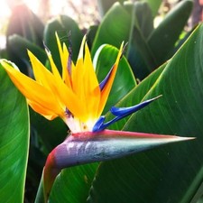Yellow Bird of Paradise Live Plant, 4-6 Inch Tall