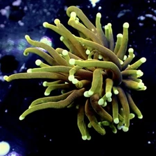 Dragon Soul Torch Coral - 1 Head - LIVE CORAL New York Reef Aquatic
