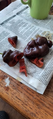 Brown (or Chocolate) Manzano Pepper plant (1) bare-rooted 6" - Picture 16 of 19