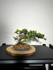 AWESOME! Fantastic Natal Cassira Plum Pre-Bonsai, 18 Years, HUGE TRUNK
