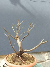 Pianta di mele Albero melo selvatico 40x15cm Bonsai Albero di Melo Selvatico🪾🪾