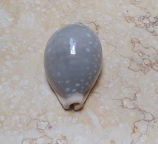 Cypraea camelopardalis red Sea Shells Cypraeida F++++ 52.8mm rare size lyncina