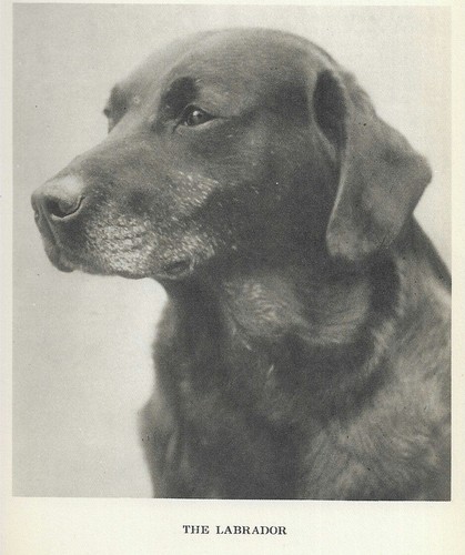 Labrador Retriever Head Study "P" - CUSTOM MATTED 1931 Vintage Dog "Photo" Print