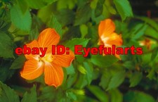 Tropical Plants Corel Royalty-Free Stock Photo CD-ROM Disk USB