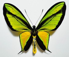 SPLENDID ORNITHOPTERA PARADISEA PARADISEA EXTREMELY ABERRATION. ULTRA RARITY!!!