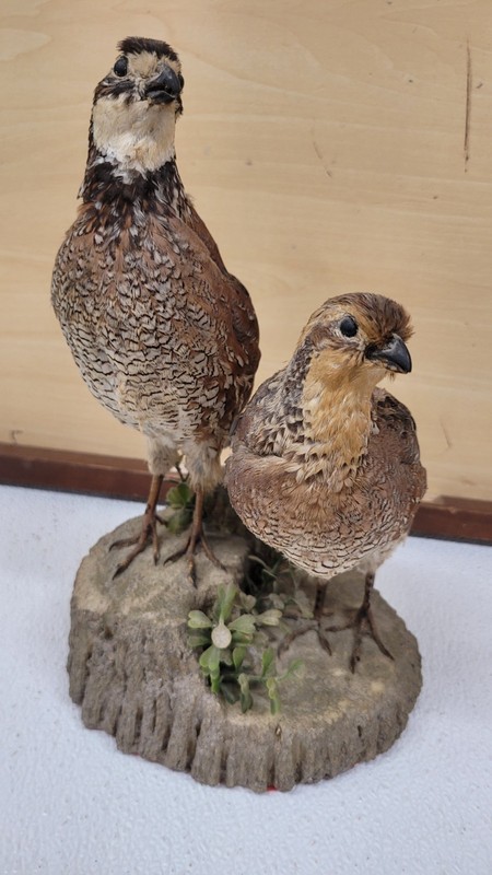 GORGEOUS Vintage Bob White Quail Male and Female Pair  Taxidermy MOUNT ON STUMP
