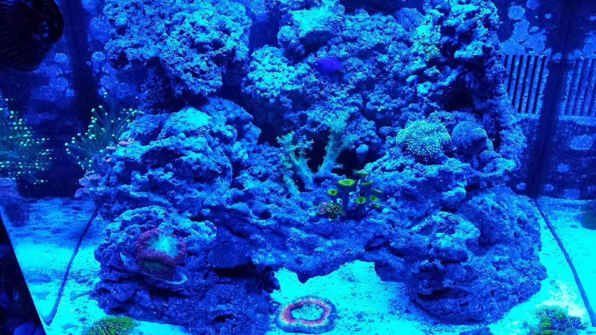 Coralife Biocube 29 Lighting Upgrade Coralife LED BioCube 32 Media