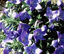 BALLOON FLOWER BLUE  Platycodon Grandiflorus -300 Bulk Seeds