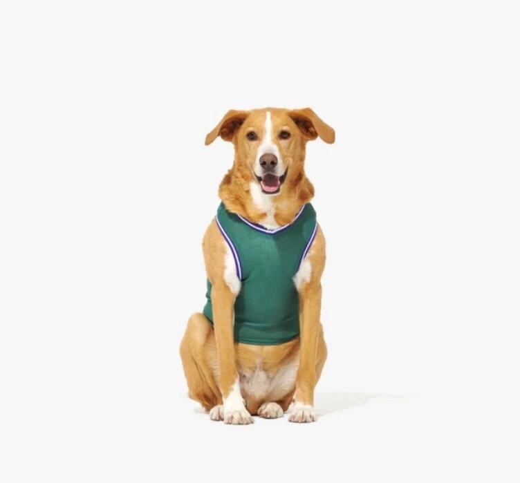 dog jerseys nba