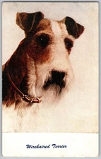 Vtg Postcard Wirehaired Terrier Dog Portrait Standard Arts, California 1940s