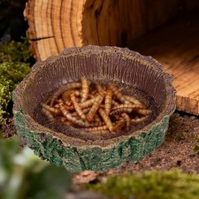 Small Reptile Food Dish Accessories Versatile Compact Lightweight Practical