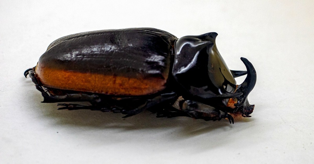 The insects of Japan vol.6 Coleoptera,curculionidae,barid The insects of Japan vol.6 Coleoptera,curculionidae,barid