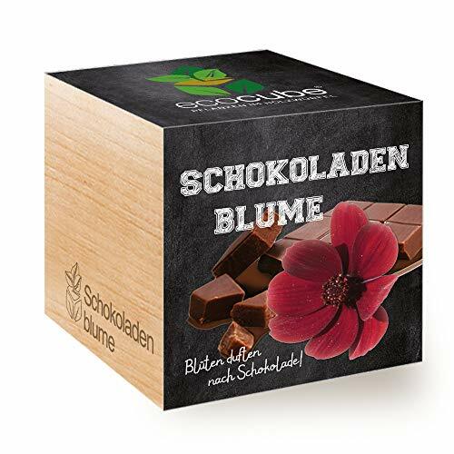 Feel Green Ecocube Chocolate Flower, Blossoms Odore After Chocolate, Idea (R1C)