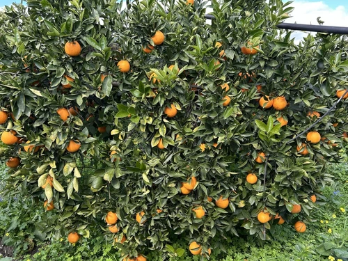 Arance Vaniglia di Sicilia-Calibro grande-15Kg-Dolcissime, da spremuta e tavola. - Foto 2 di 4