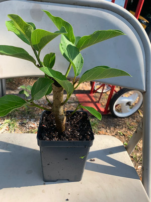Banyan Tree, Ficus Audrey