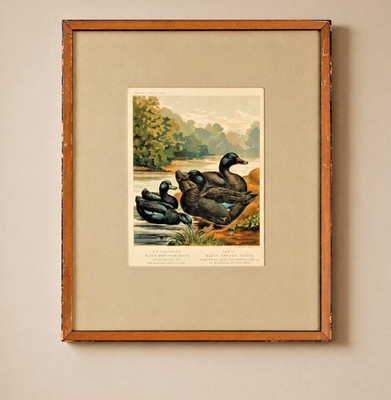 Antique Cassells Poultry Book Black Cayuga Ducks Framed Chromolithograph