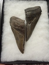 MEGALODON Shark Tooth No Repair Natural 5.06+5