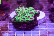 Favia Colony. WYSIWYG.